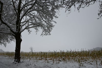 Bare trees on field against clear sky during winter