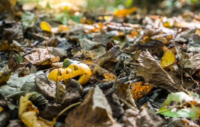 Close-up of dry leaves on land