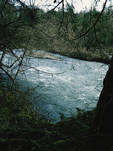 tree, nature, water, river, tranquility, beauty in nature, branch, outdoors, day, tranquil scene, no people, scenics, grass, forest, growth, landscape, riverbank, bare tree