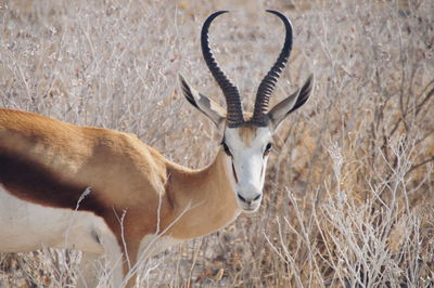 Close-up of deer standing in grass