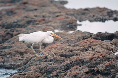 Bird perching on ground