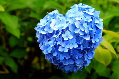 Close-up of blue hydrangea flowers