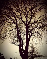 Low angle view of bare trees against sky