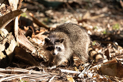 Young raccoon procyon lotor marinus forages for food in naples florida among the forest.