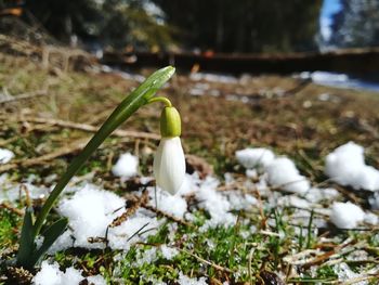 Close-up of white flower in snow