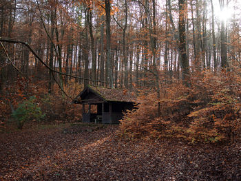 Cabin in the wood 