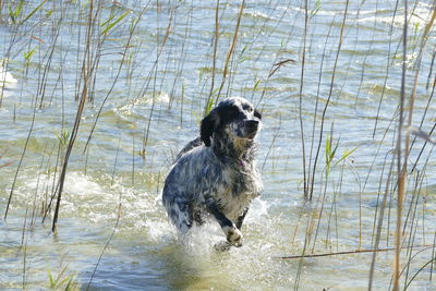 English setter dog running in shallow water