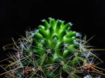 Close-up of cactus against black background