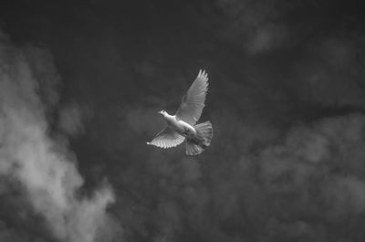 Pigeon flying in sky