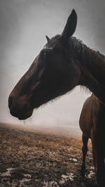 Horse standing on field