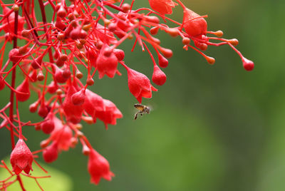 red