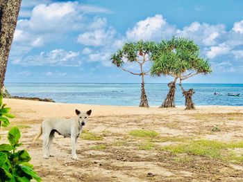 View of a dog on beach