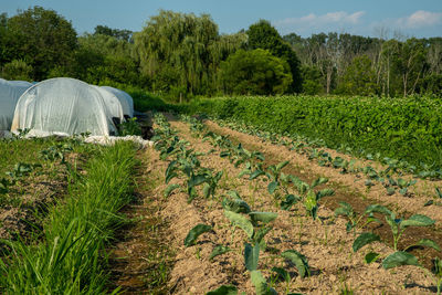 Organic vegetable garden with white row covers collard greens and pea shoots