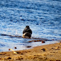 Close-up of bird washing in lake