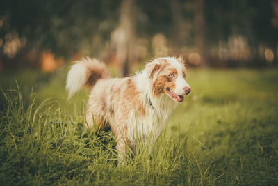 Dog running on grass