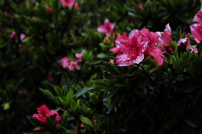 Close-up of pink flowering plants