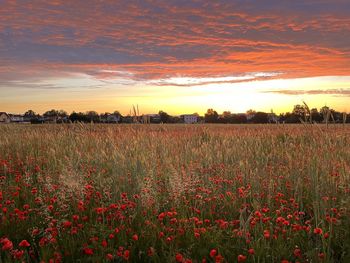 Scenic view of field against sky during sunset