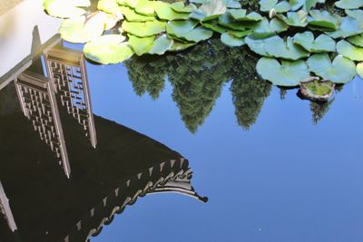 Low angle view of plant against building