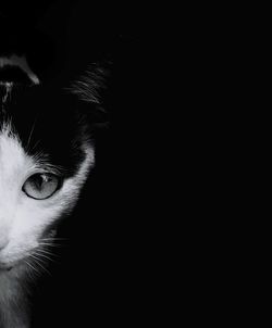 Close-up portrait of a cat