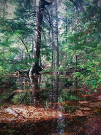 Trees by lake in forest