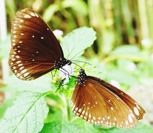 Butterfly on flower