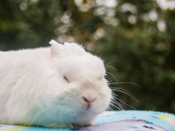 Close-up of white cat