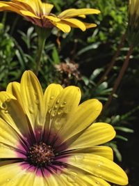 Close-up of yellow flower