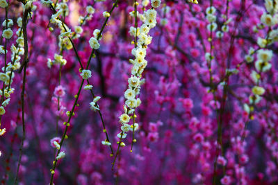 Close-up of fresh purple flowers on tree