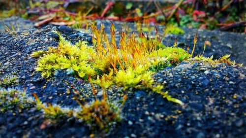 Surface level of rocks