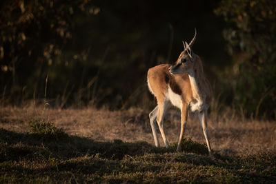 Thomson gazelle stands in savannah with catchlight