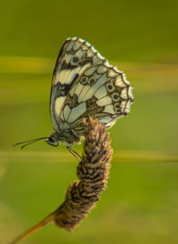 Marbled white english butterfly black spotted wings perched on wild flowers spring view