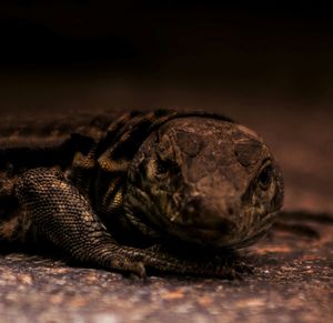 Close-up of iguana