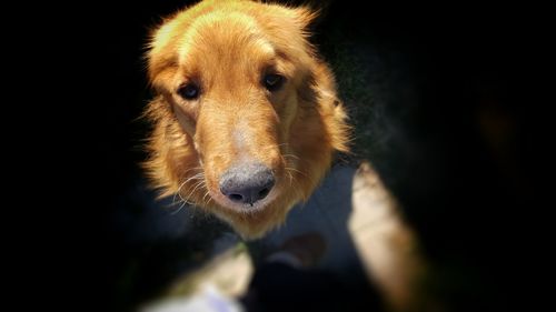 Portrait of golden retriever puppy