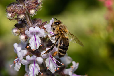 Close-up of bee pollinating on flower