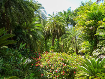 Scenic view of palm trees against sky