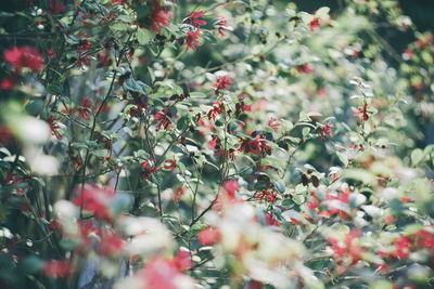 Close-up of tree