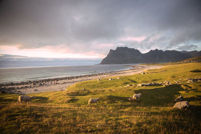 View of sheep on grassy field, beach and mountains against sunset sky, lofoten, norway