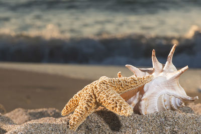 Close-up of crab on sand