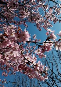 Low angle view of cherry blossoms against sky