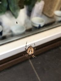 Close-up of spider on web