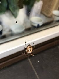 Close-up of spider on web