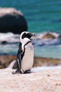 View of a penguin on beach