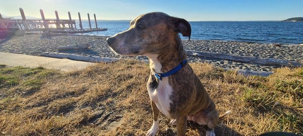 View of a dog looking away on beach