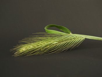 Close-up of fresh green plant on table against black background