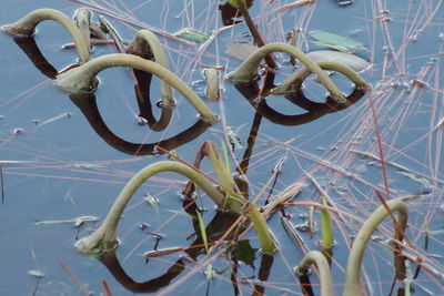 High angle view of plant in geiger lake