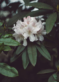 Close-up of white flowering plant