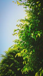 Low angle view of tree against sky