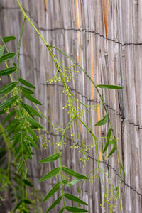 Close-up of bamboo plants