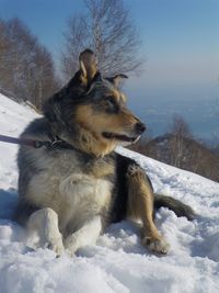 Dog lying on snow covered land