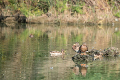 Ducks swimming in lake